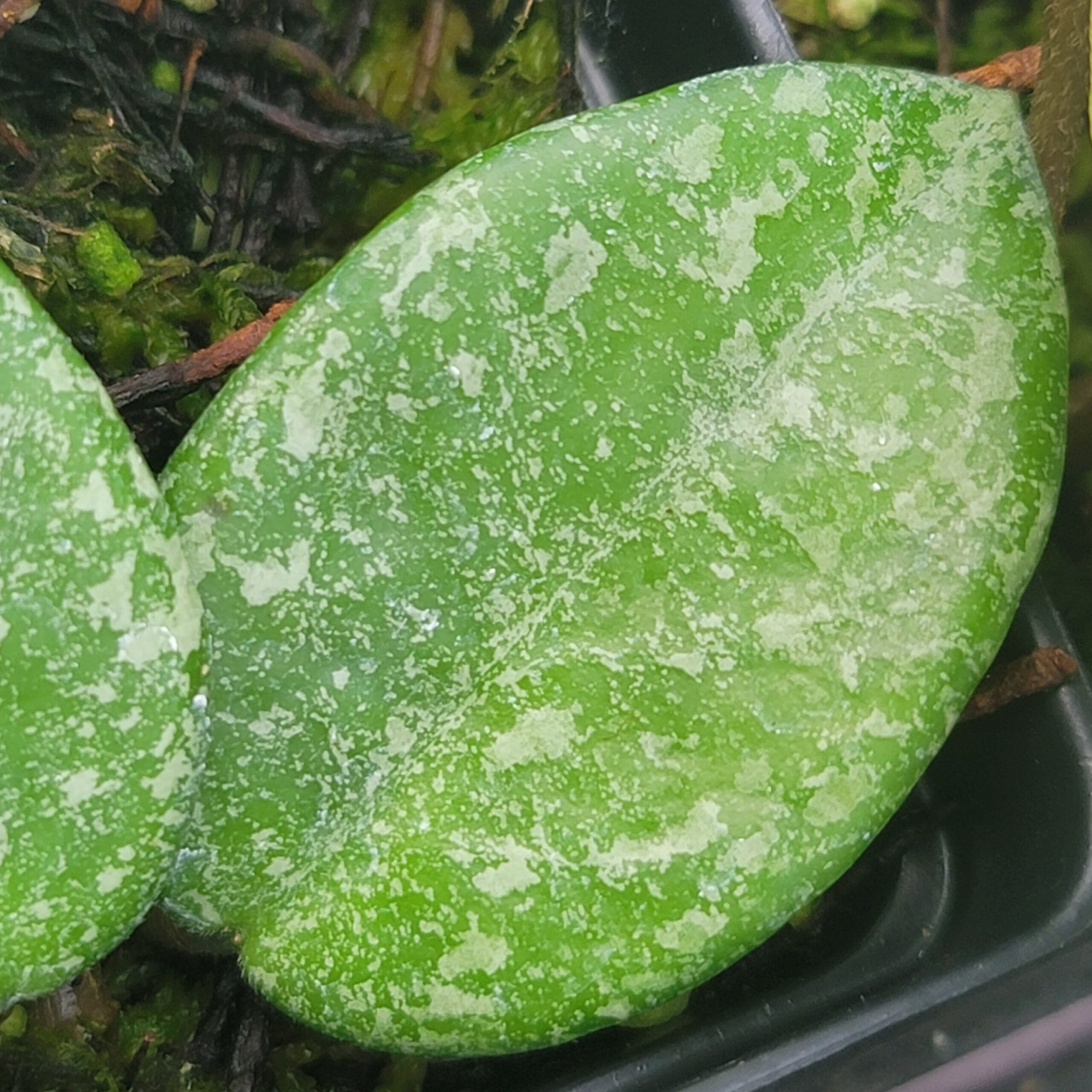 Hoya carnosa 'Nova Ghost' - Image 2