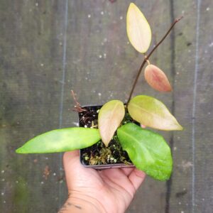 Hoya Flavida