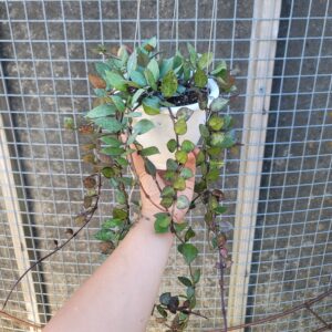 Hoya krohniana Black