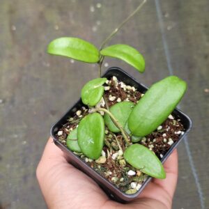Hoya lyi