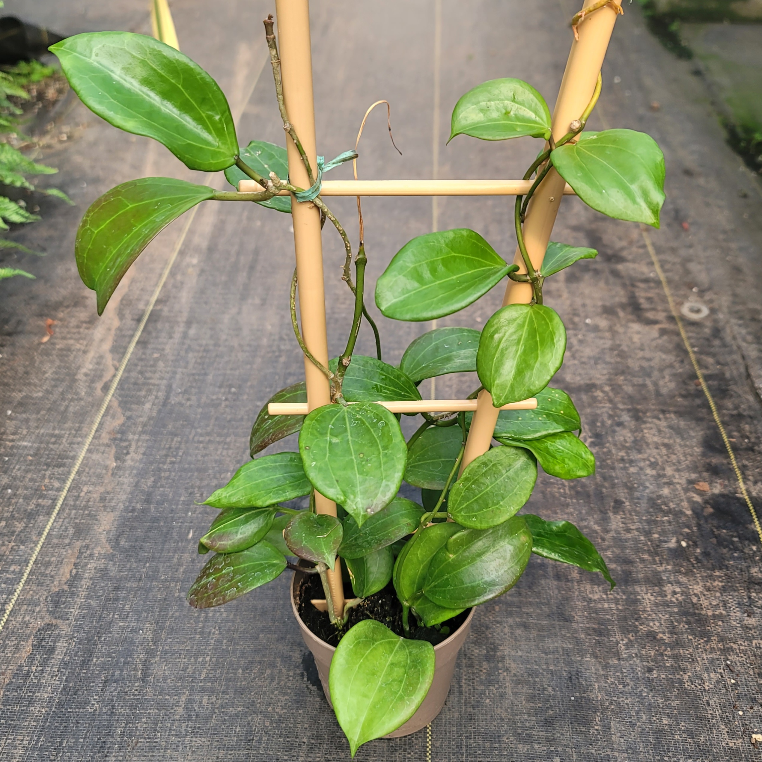 Hoya quinquenervia - Image 2