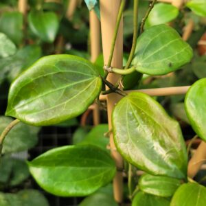 Hoya quinquenervia