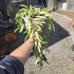 Hoya Wayetii variegated