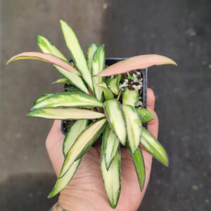 Hoya Wayetii variegated