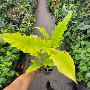 Philodendron 'Golden Crocodile'