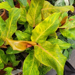 Philodendron 'Orange Marmalade'