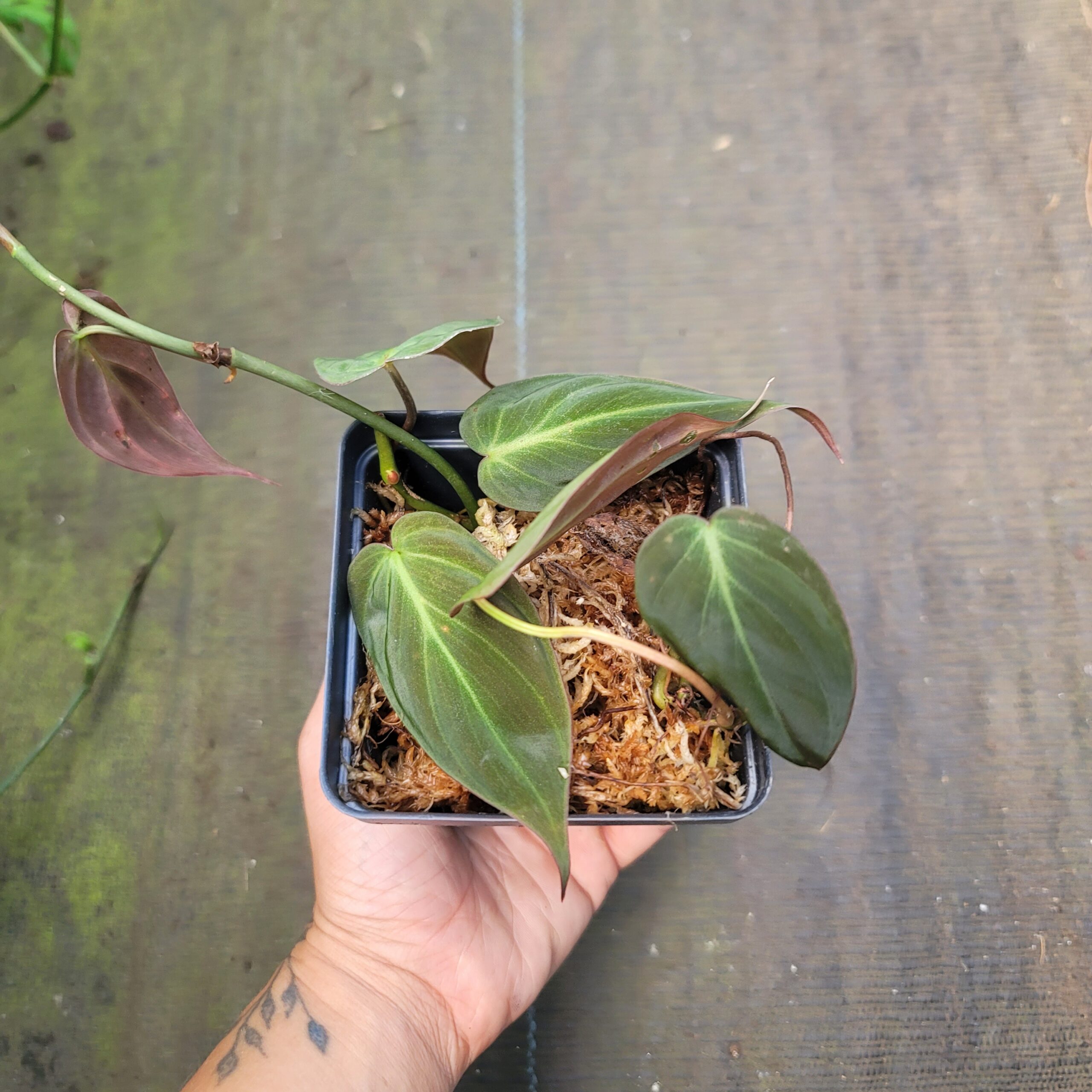 Philodendron micans - Image 2