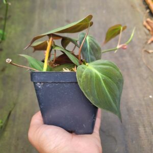 Philodendron micans