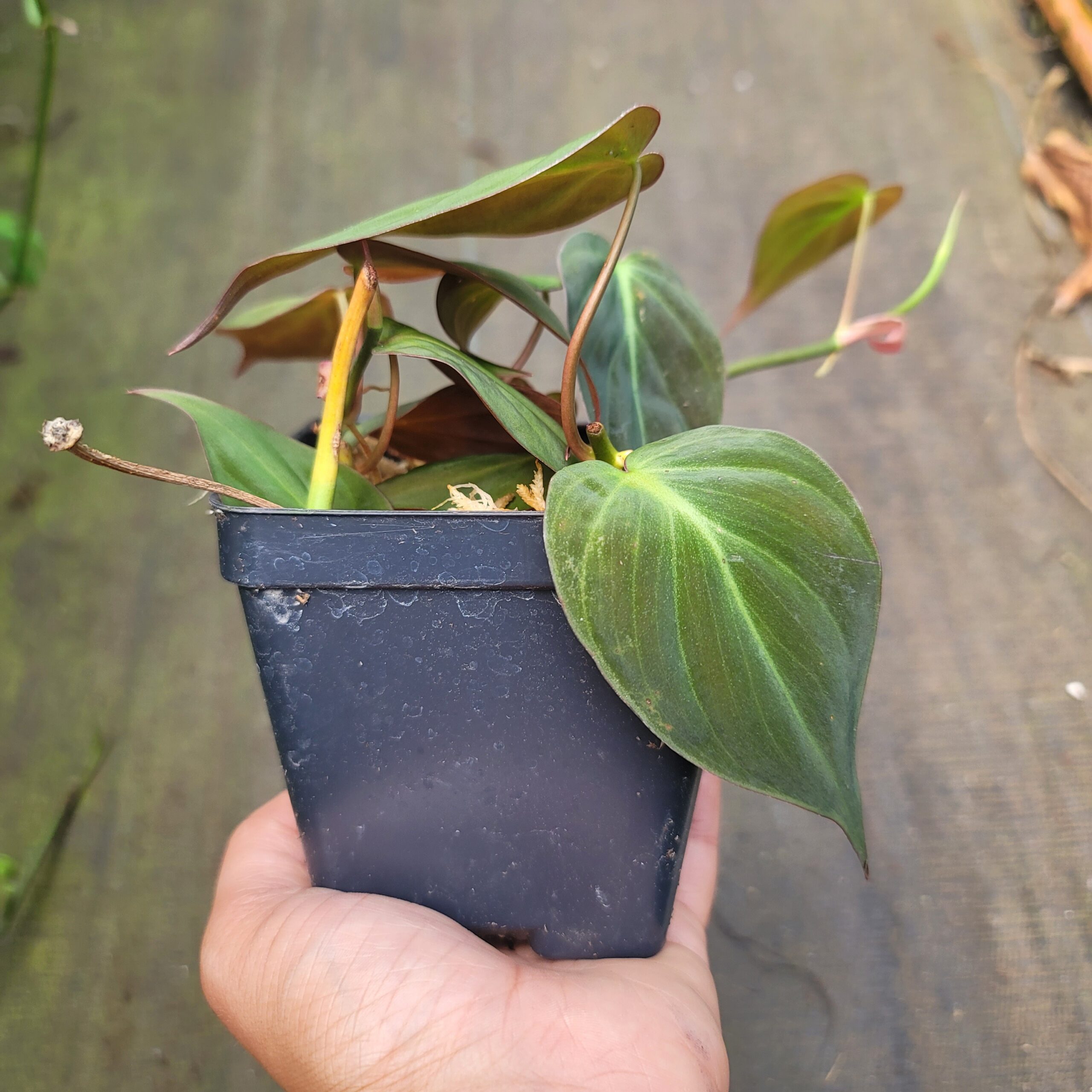 Philodendron micans