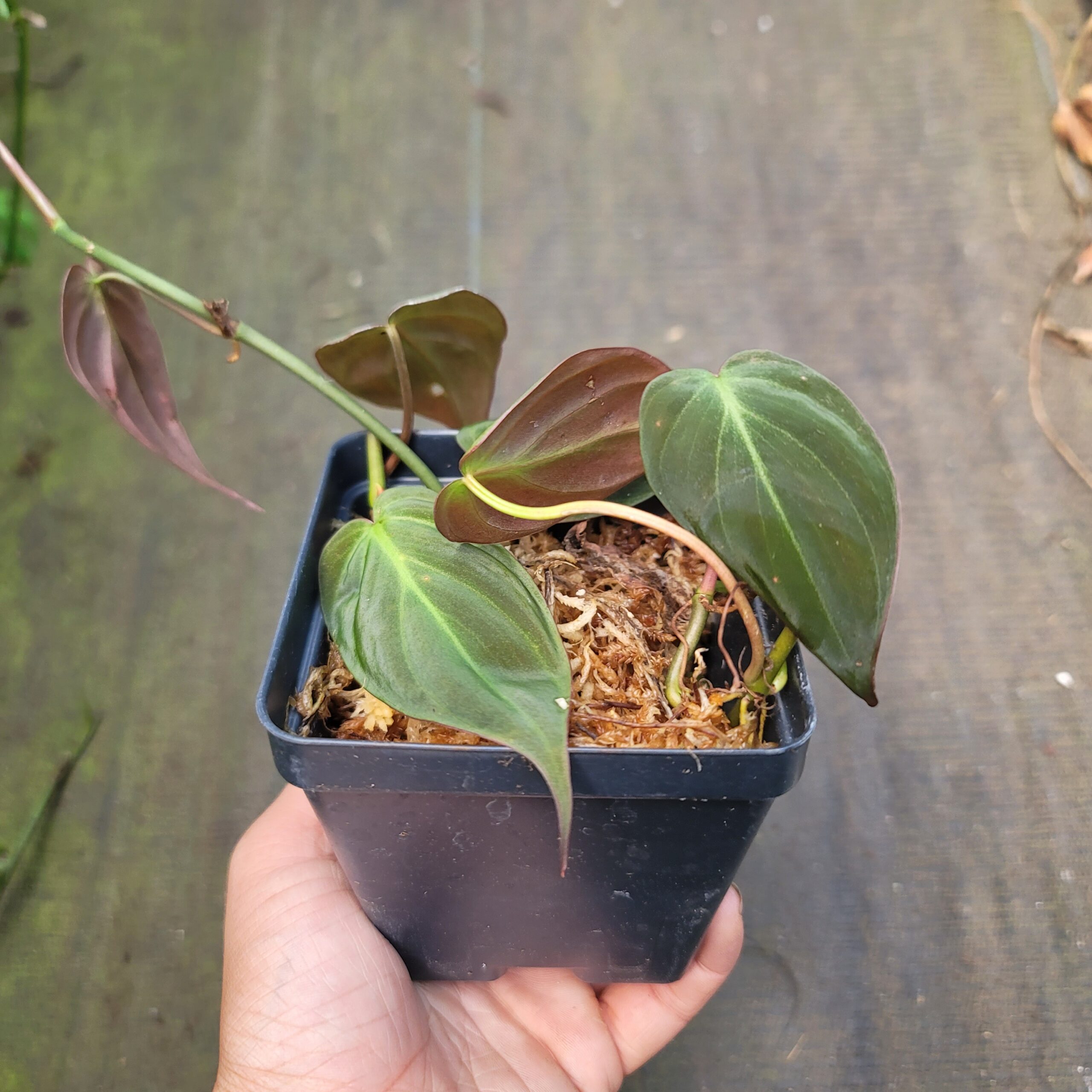 Philodendron micans - Image 4