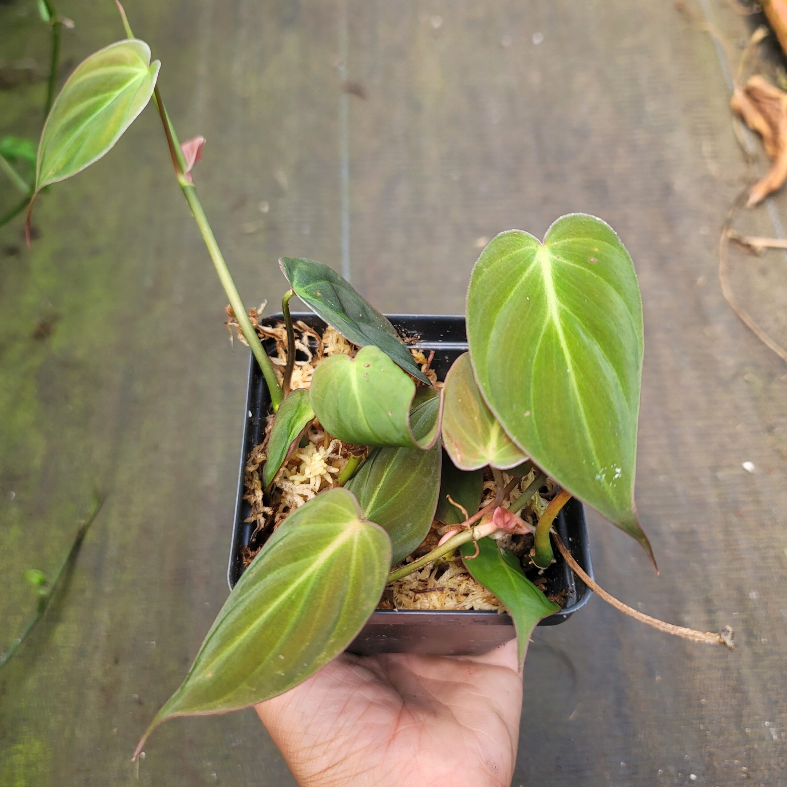 Philodendron micans - Image 3