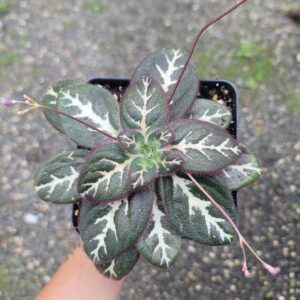 Primulina sinovietnamica