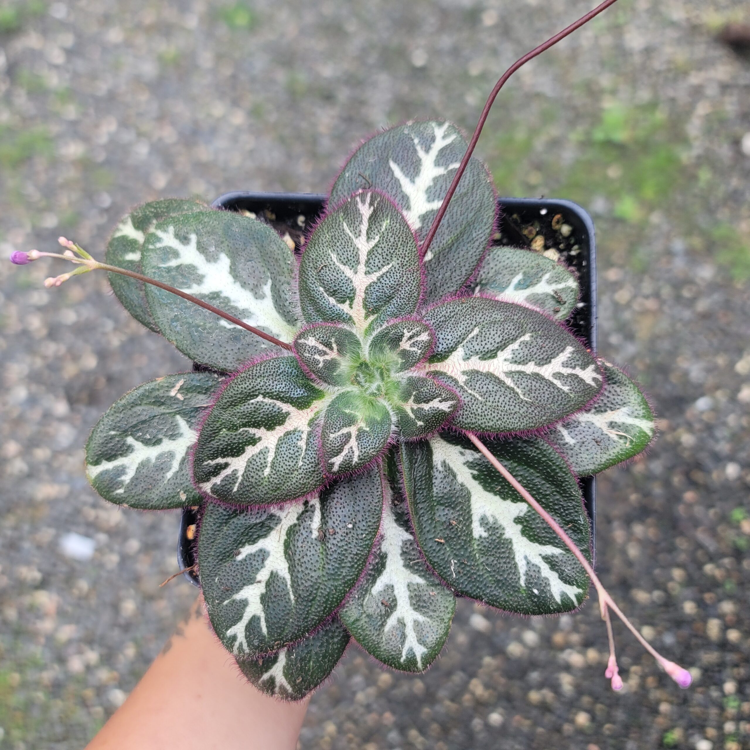 Primulina sinovietnamica