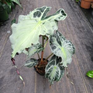 Alocasia 'Venom'