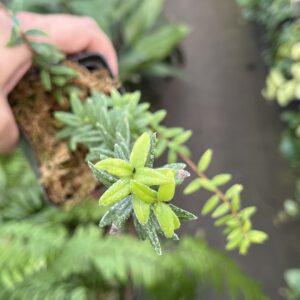 Agapetes Serpens 'Himalayan lantern plant'