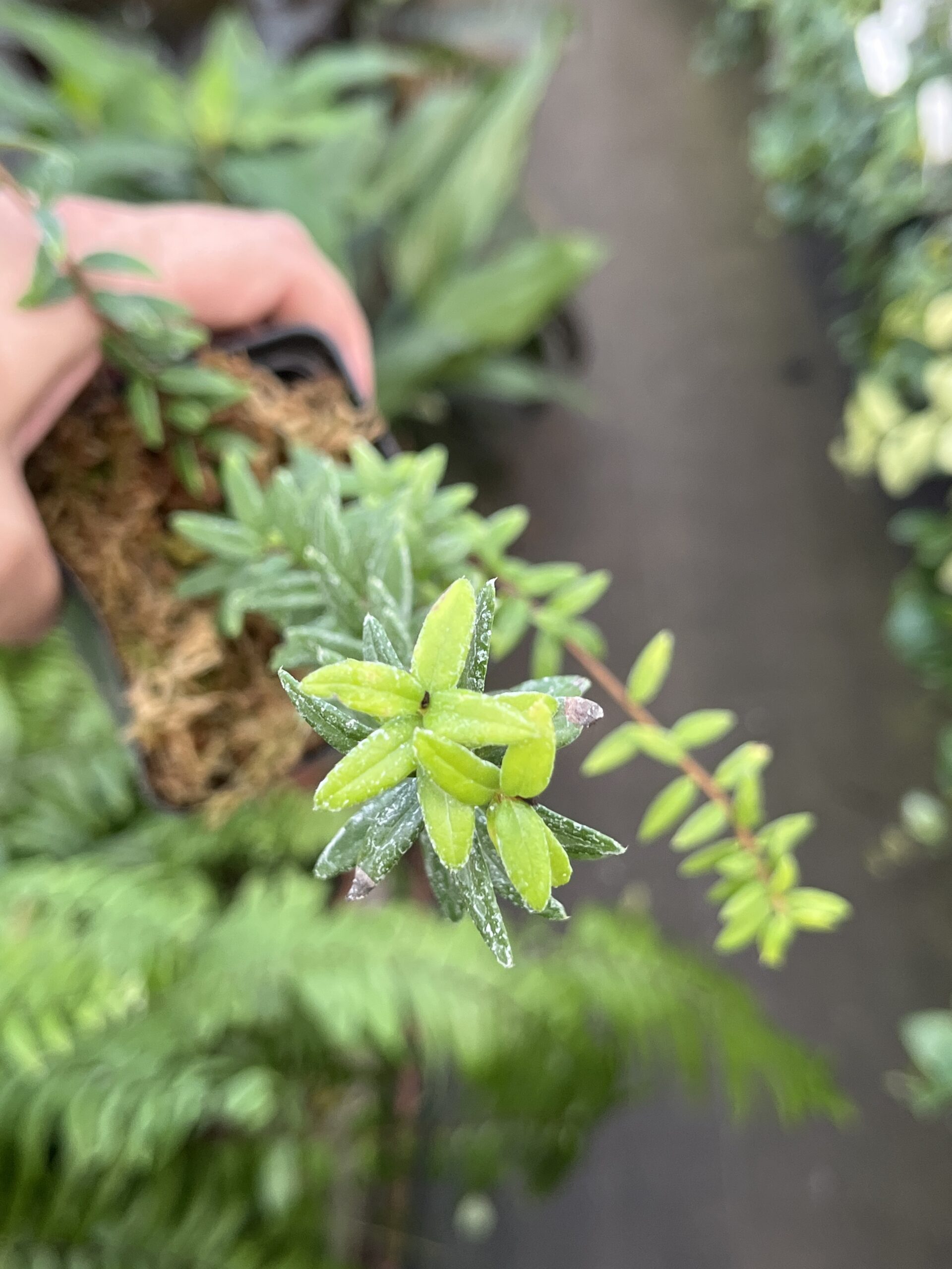 Agapetes Serpens 'Himalayan lantern plant'