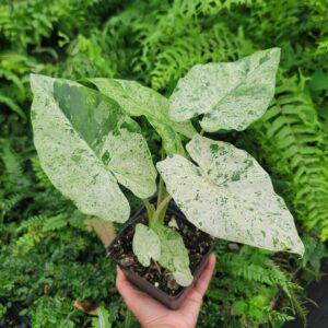 Alocasia macrorrhiza 'Camouflage'