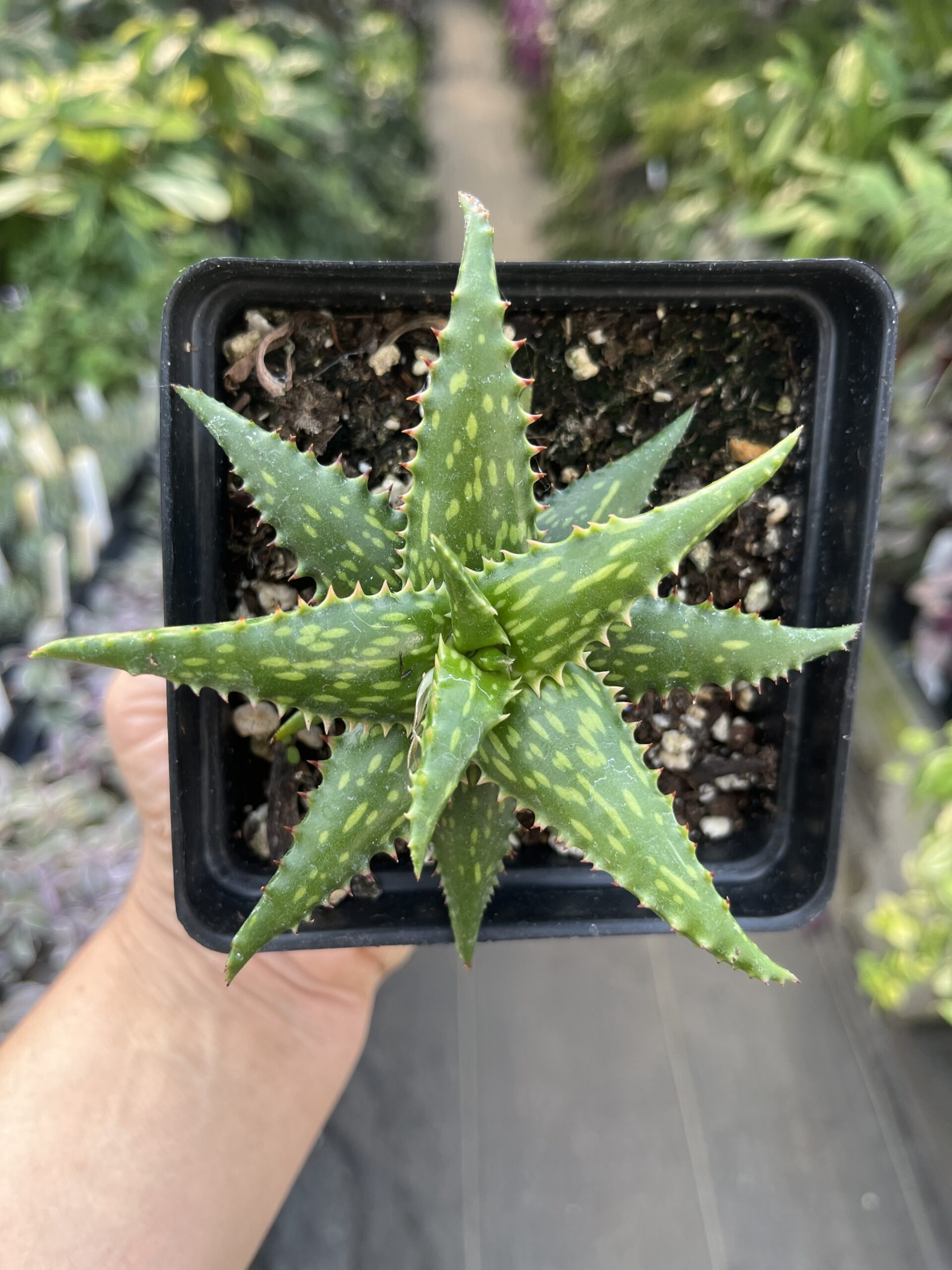 Aloe jucunda - Image 2