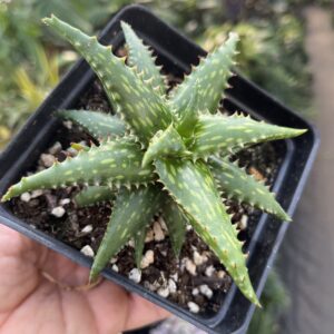 Aloe jucunda