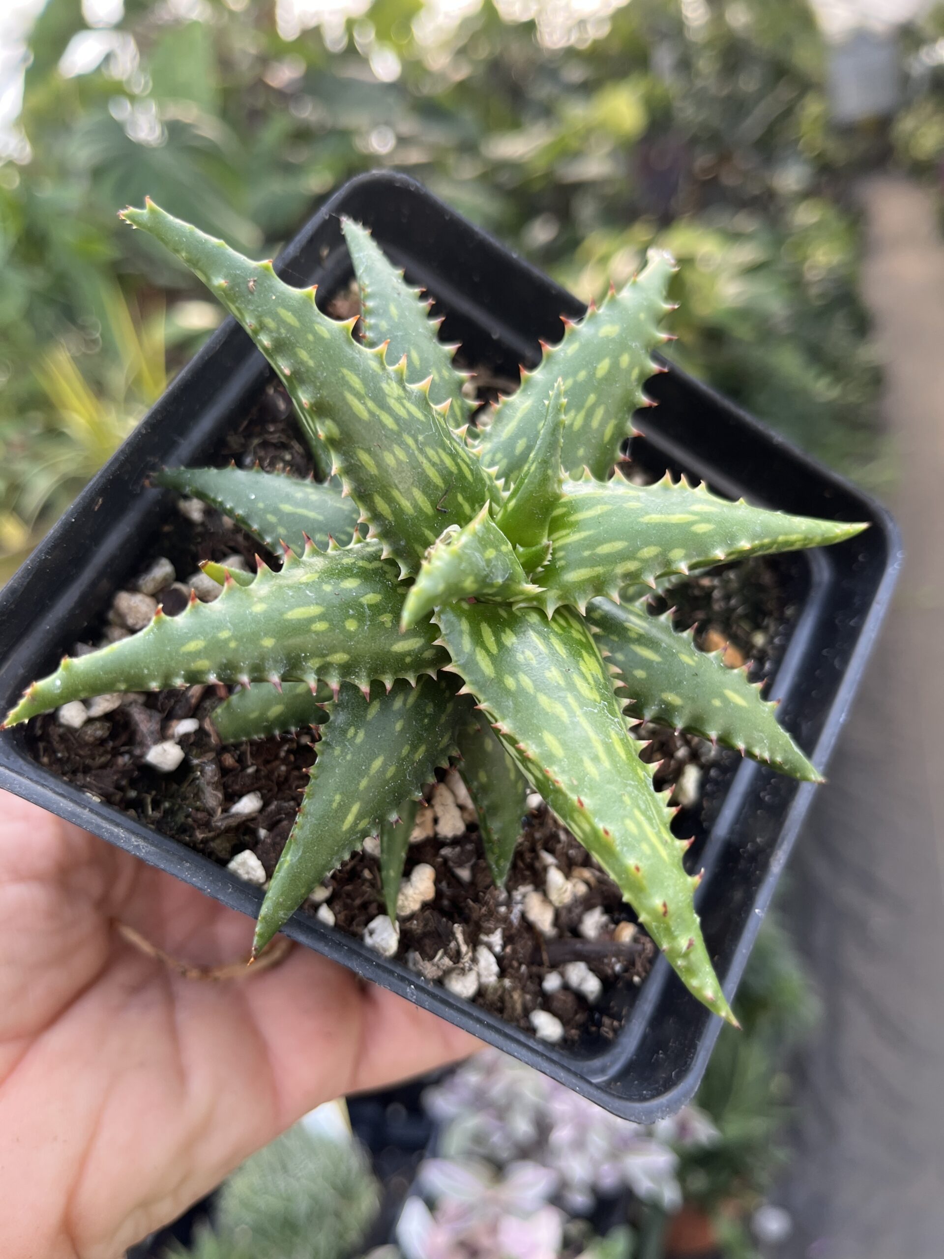 Aloe jucunda