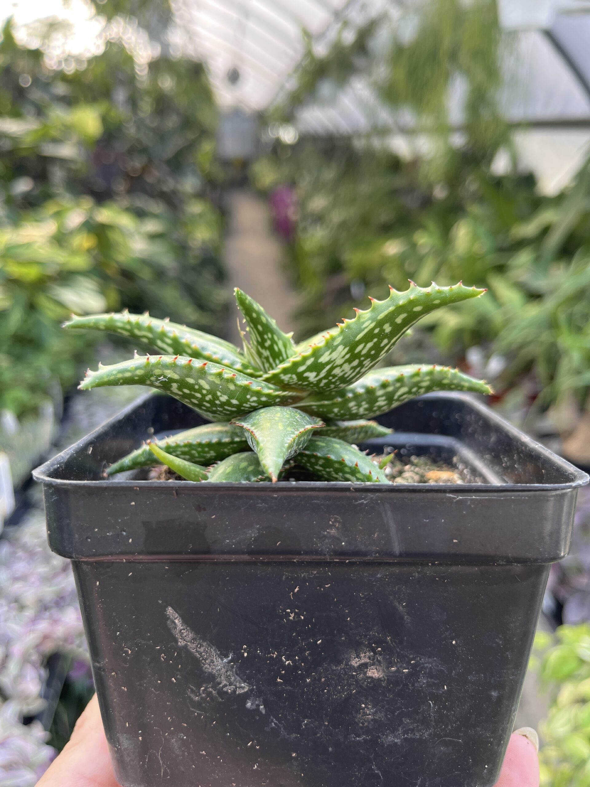 Aloe jucunda - Image 3