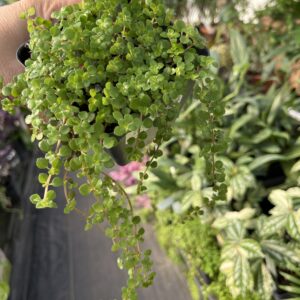 Baby's Tears (Soleirolia soleirolii)