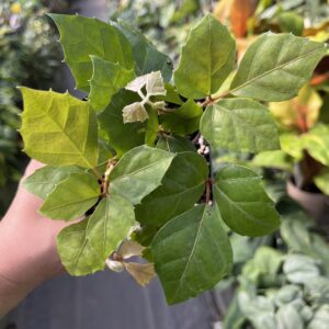 Cissus rhombifolia 'oak leaf ivy'