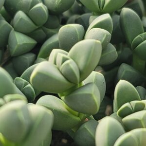 Corpuscularia lehmannii 'Ice plant'