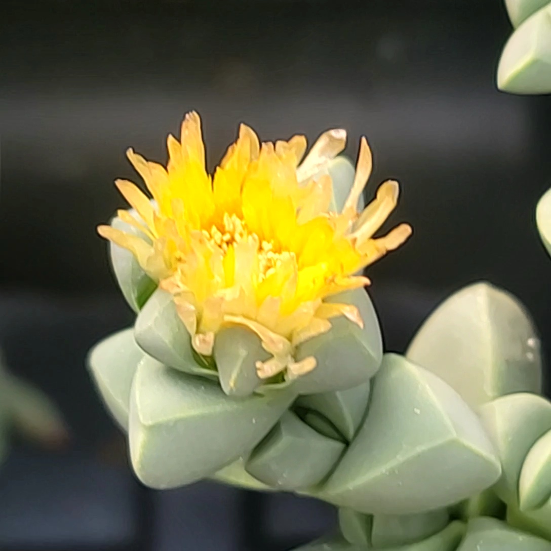 Corpuscularia lehmannii 'Ice plant' - Image 3