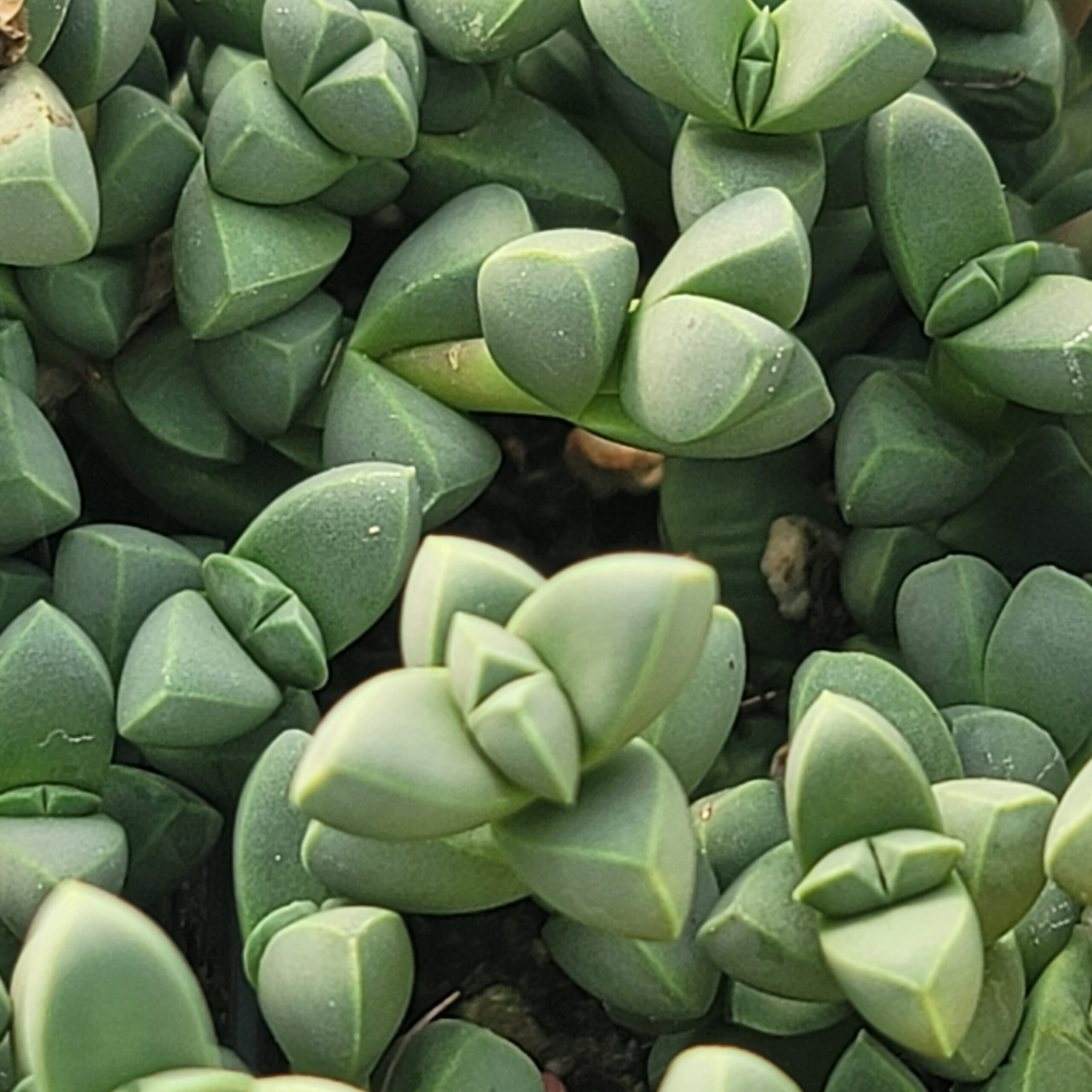 Corpuscularia lehmannii 'Ice plant' - Image 2