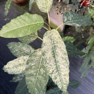 Ficus aspera 'Clown Fig'