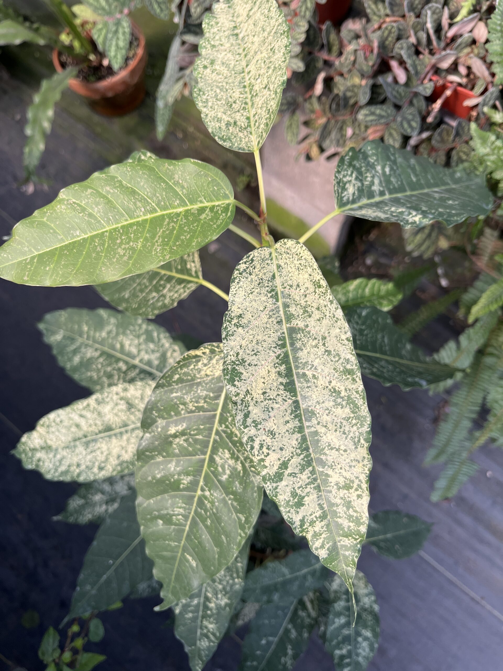 Ficus aspera 'Clown Fig'