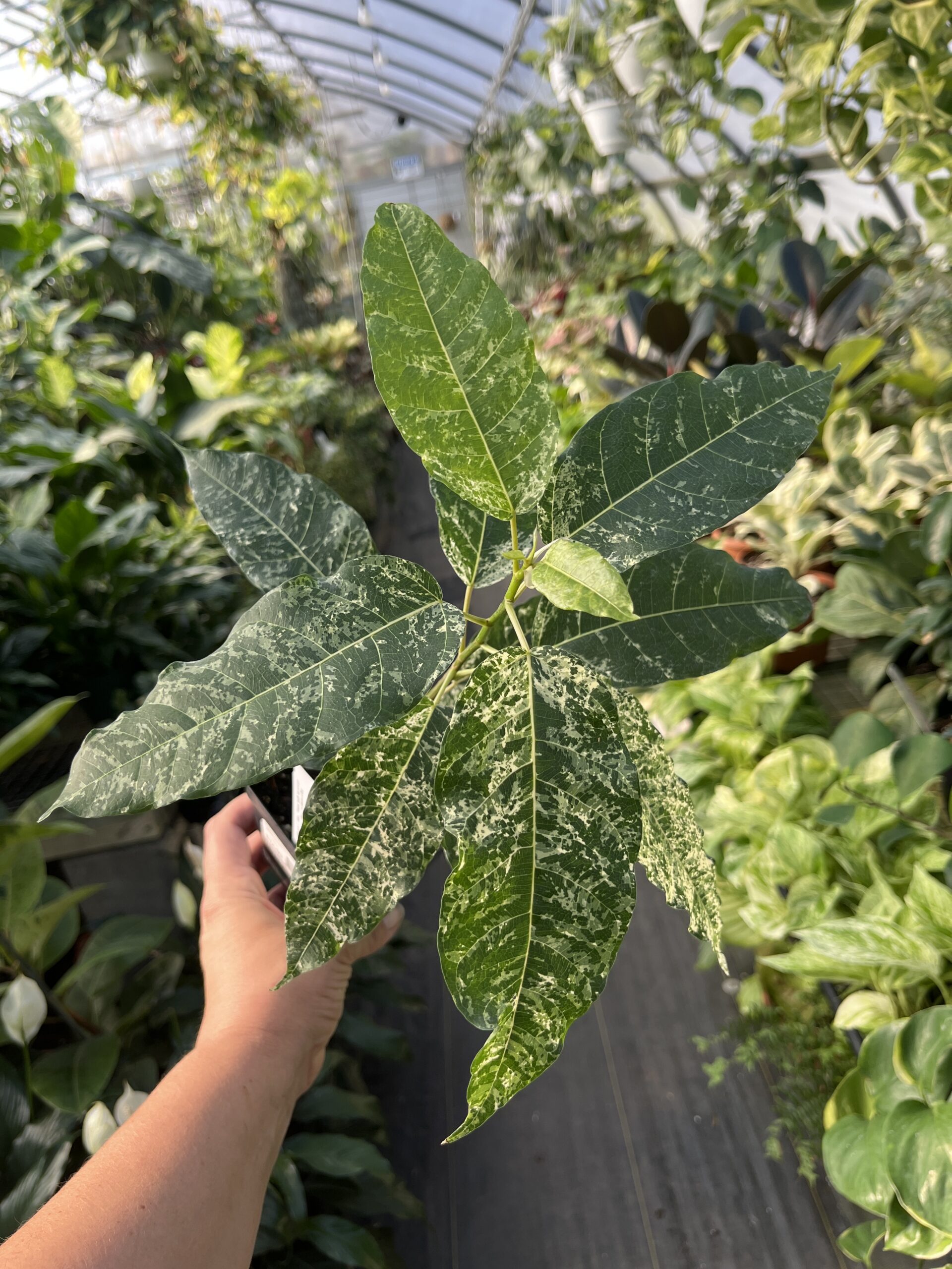 Ficus aspera 'Clown Fig' - Image 2