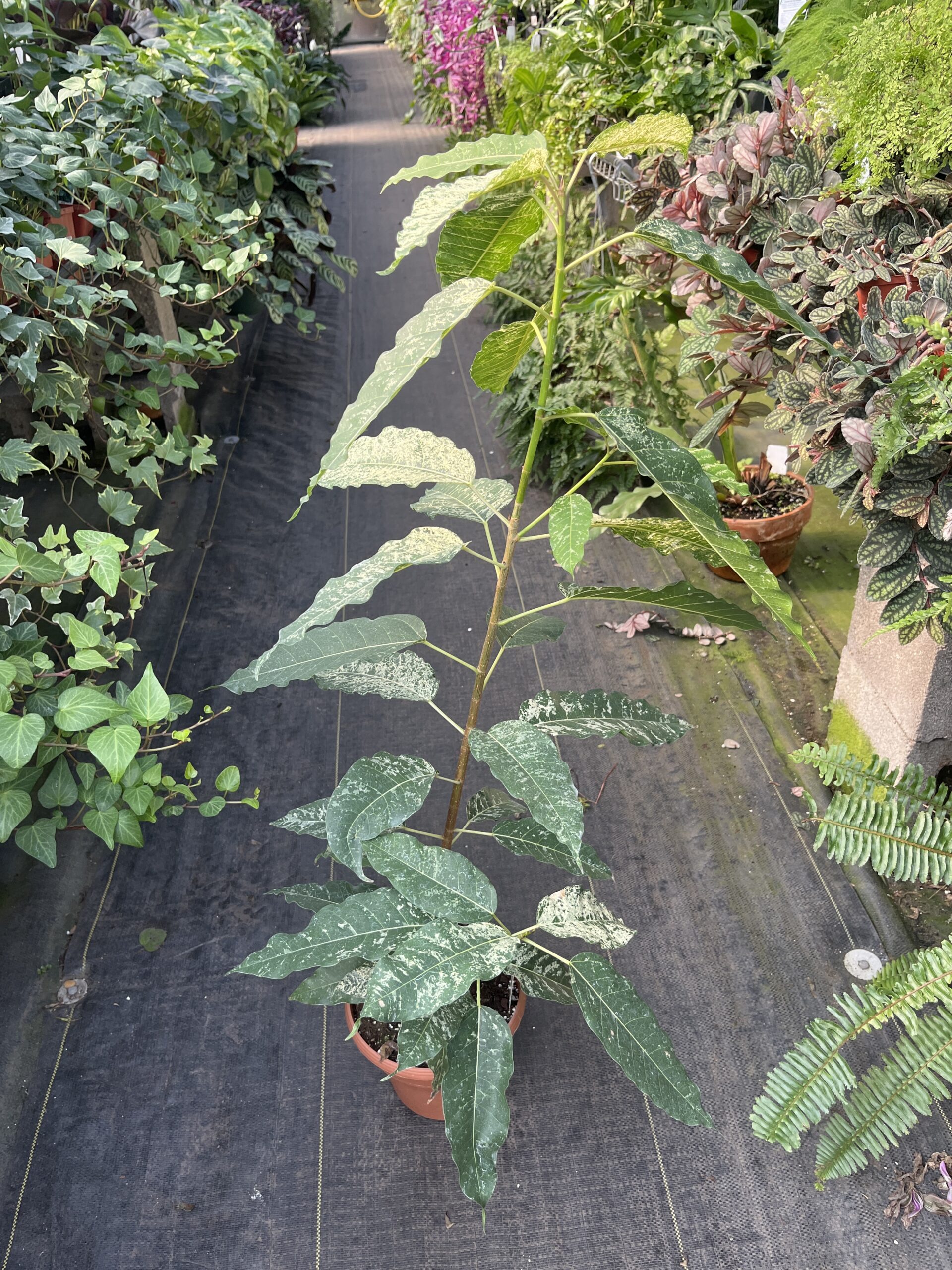 Ficus aspera 'Clown Fig' - Image 5