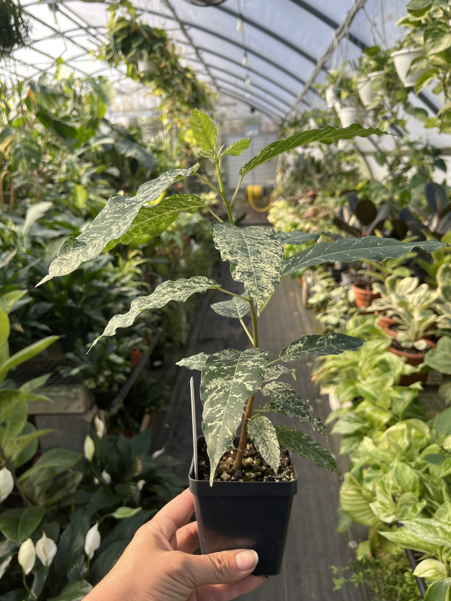 Ficus aspera 'Clown Fig' - Image 4