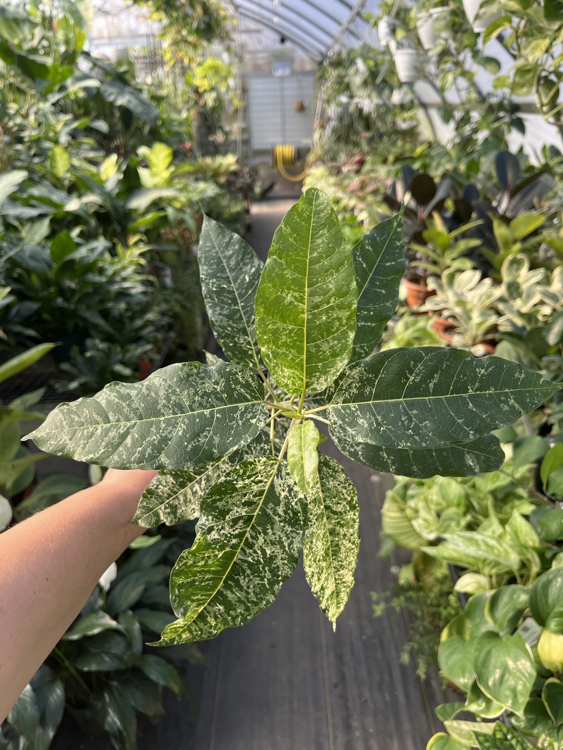 Ficus aspera 'Clown Fig' - Image 3