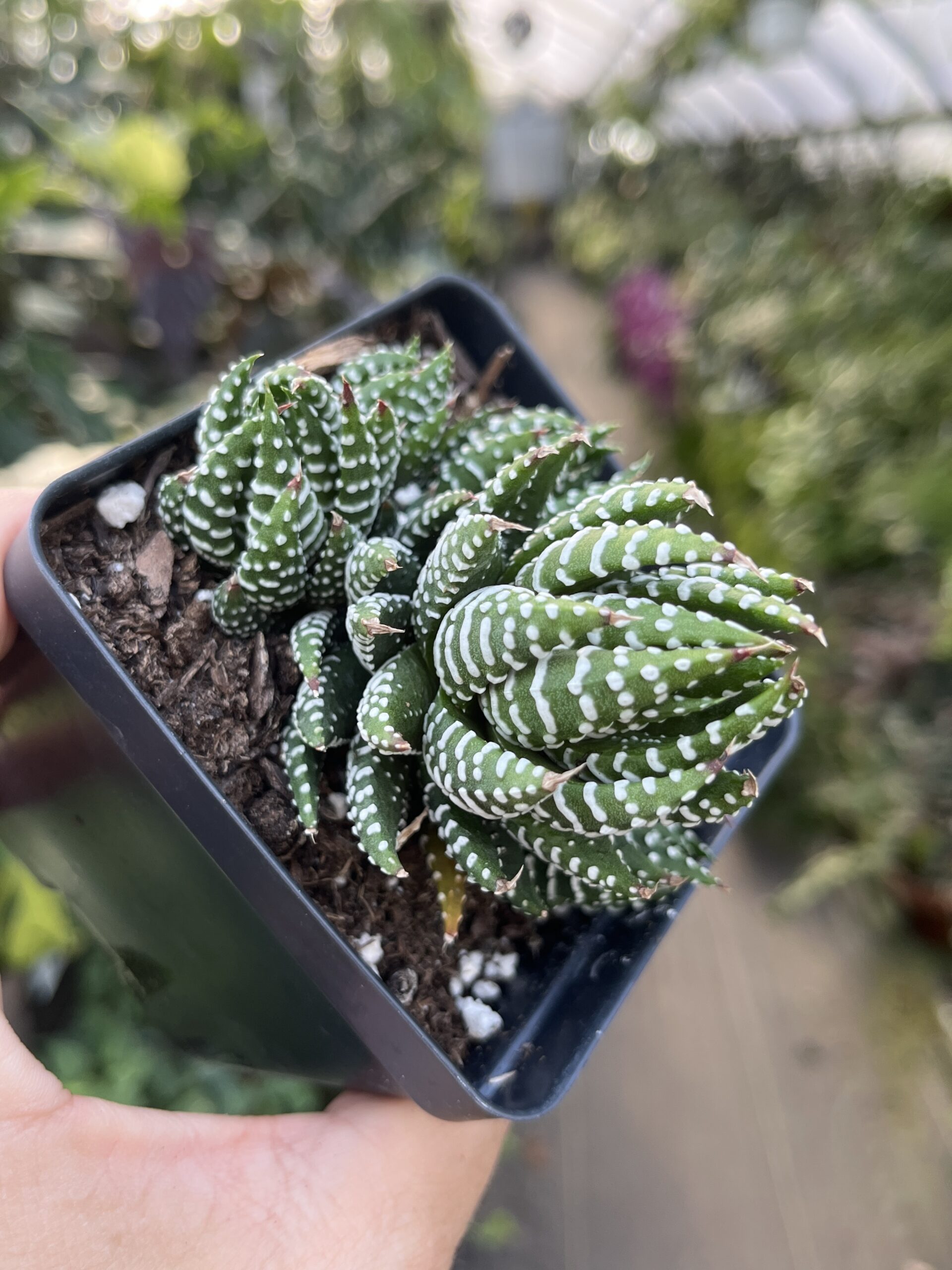 Haworthiopsis coarctata 'Crowded Haworthia' - Image 3