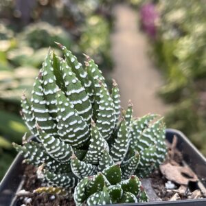 Haworthiopsis coarctata 'Crowded Haworthia'