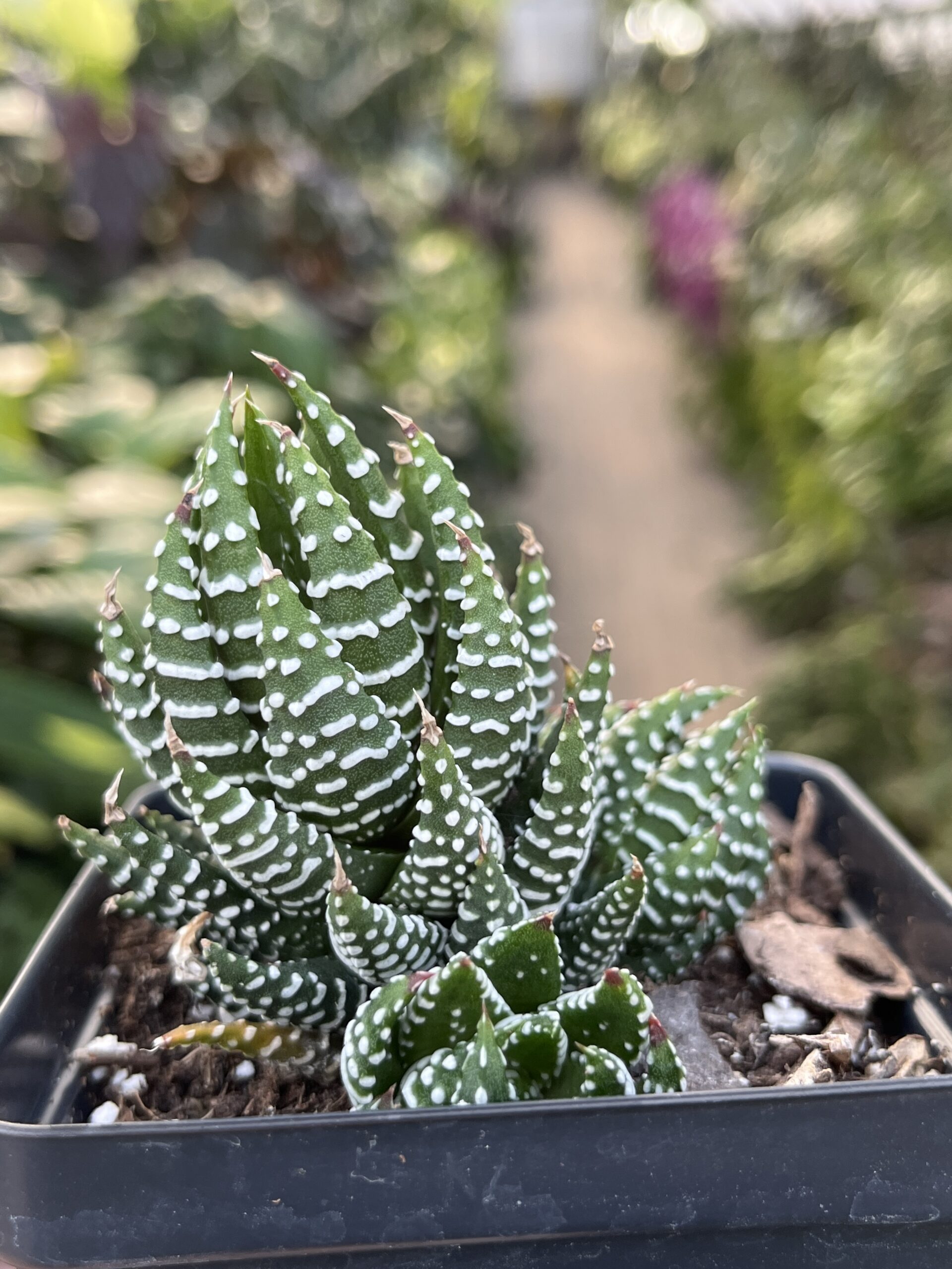 Haworthiopsis coarctata 'Crowded Haworthia'