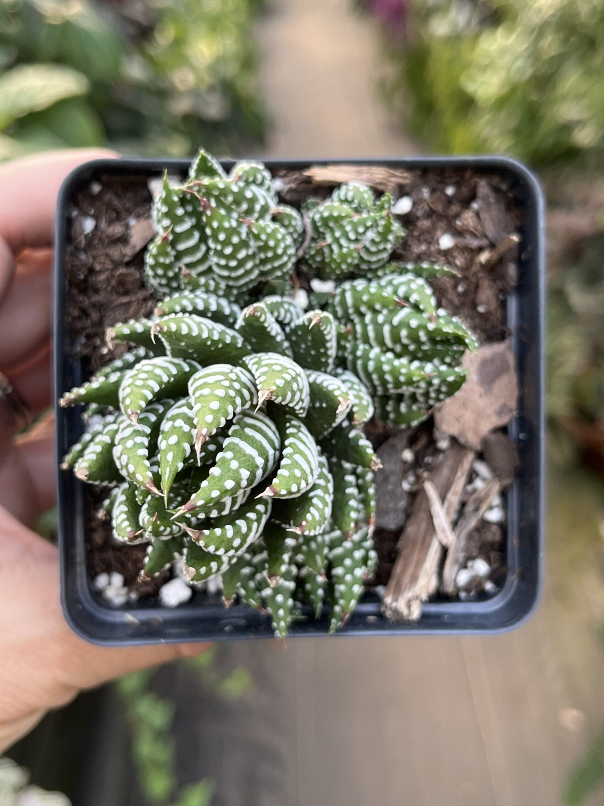 Haworthiopsis coarctata 'Crowded Haworthia' - Image 2