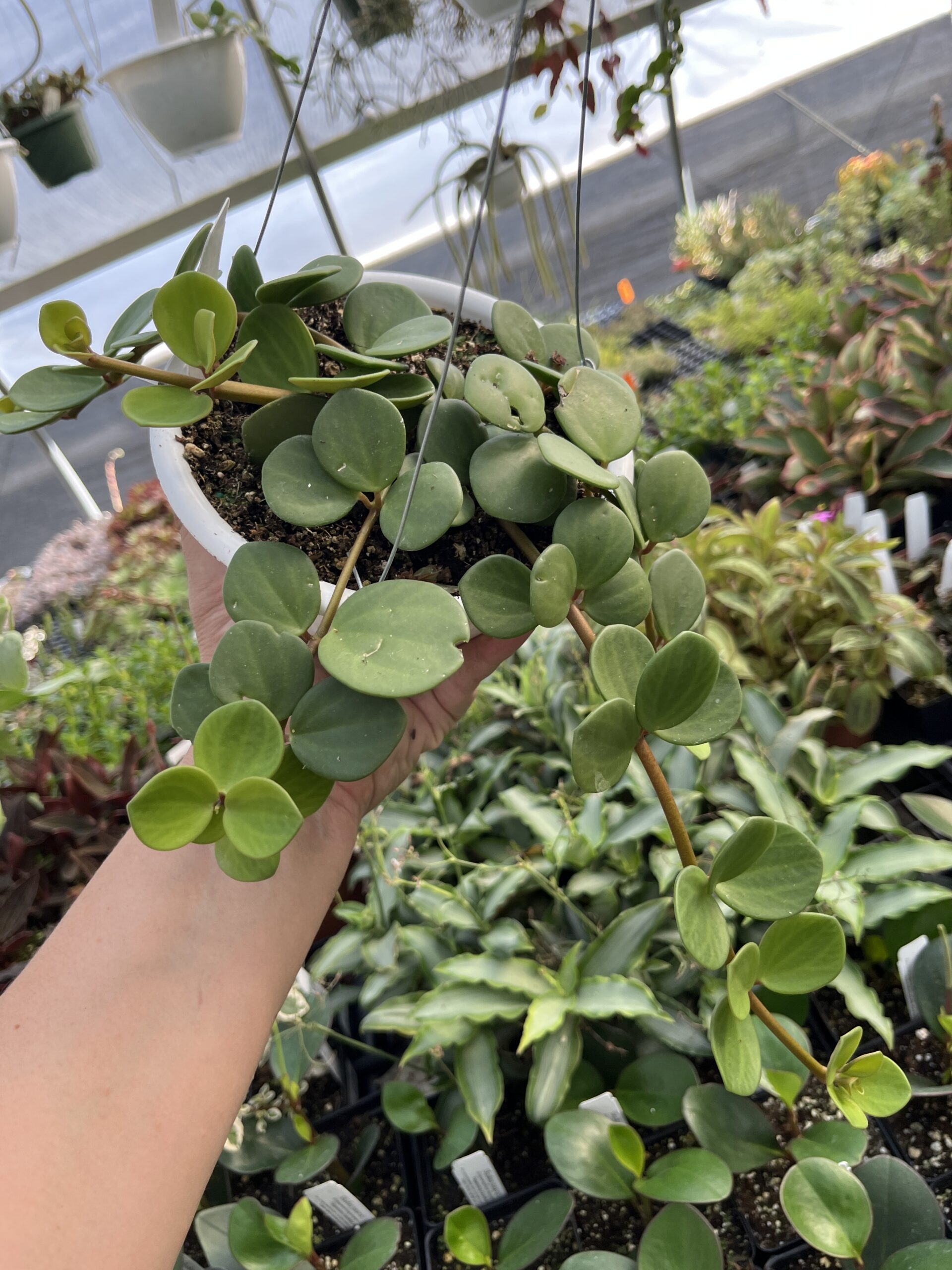 Peperomia 'Hope' - Image 5