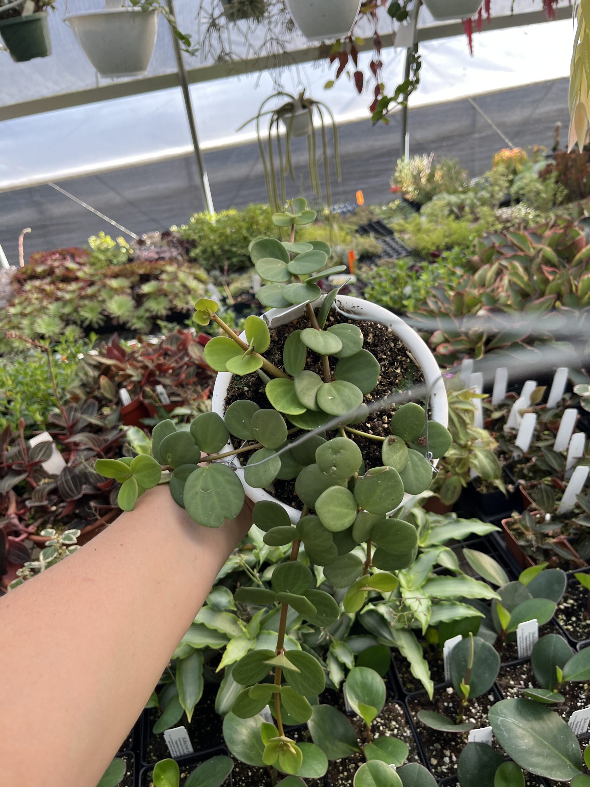 Peperomia 'Hope' - Image 4