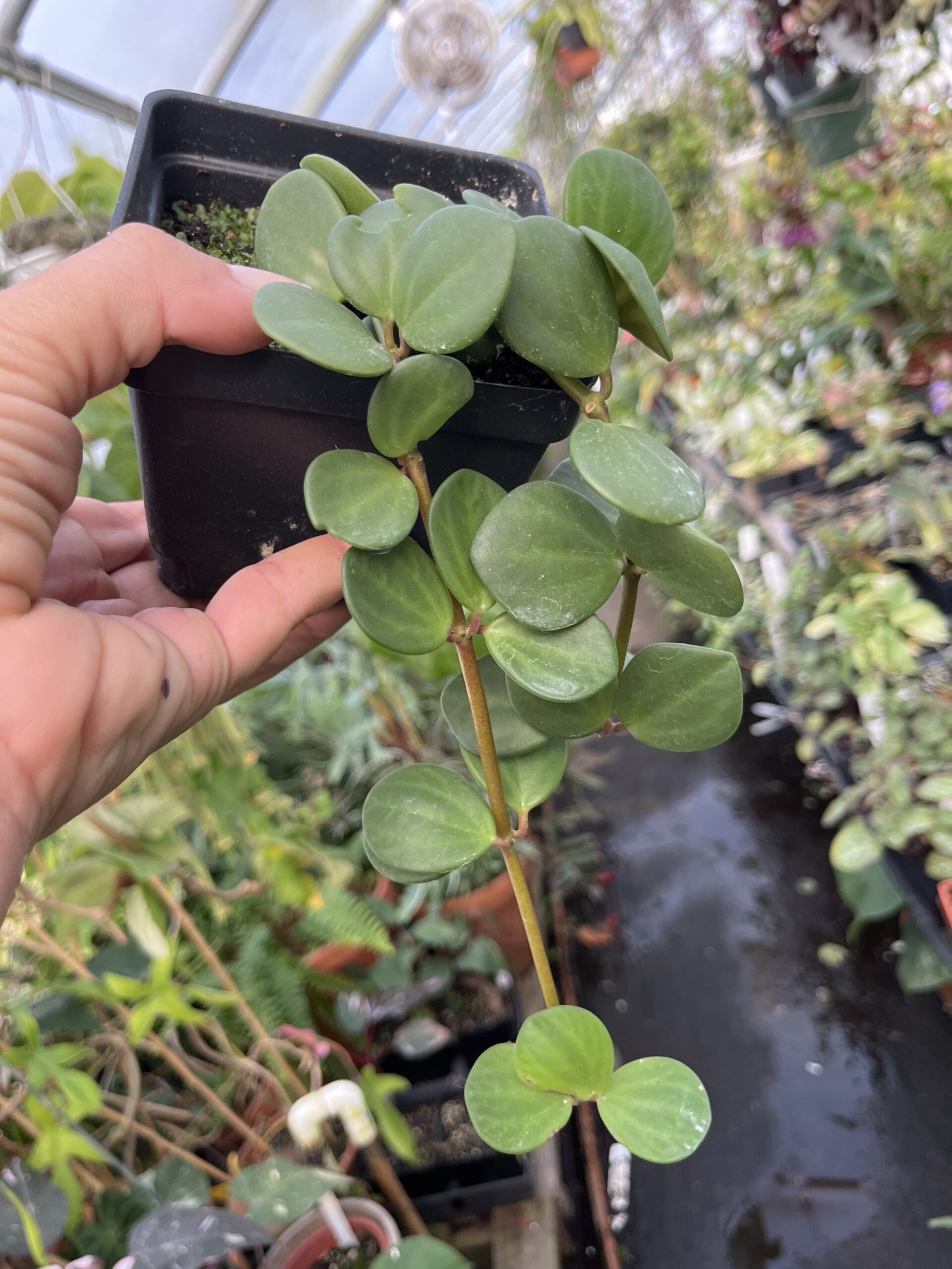 Peperomia 'Hope' - Image 2