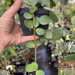 Peperomia 'Hope'