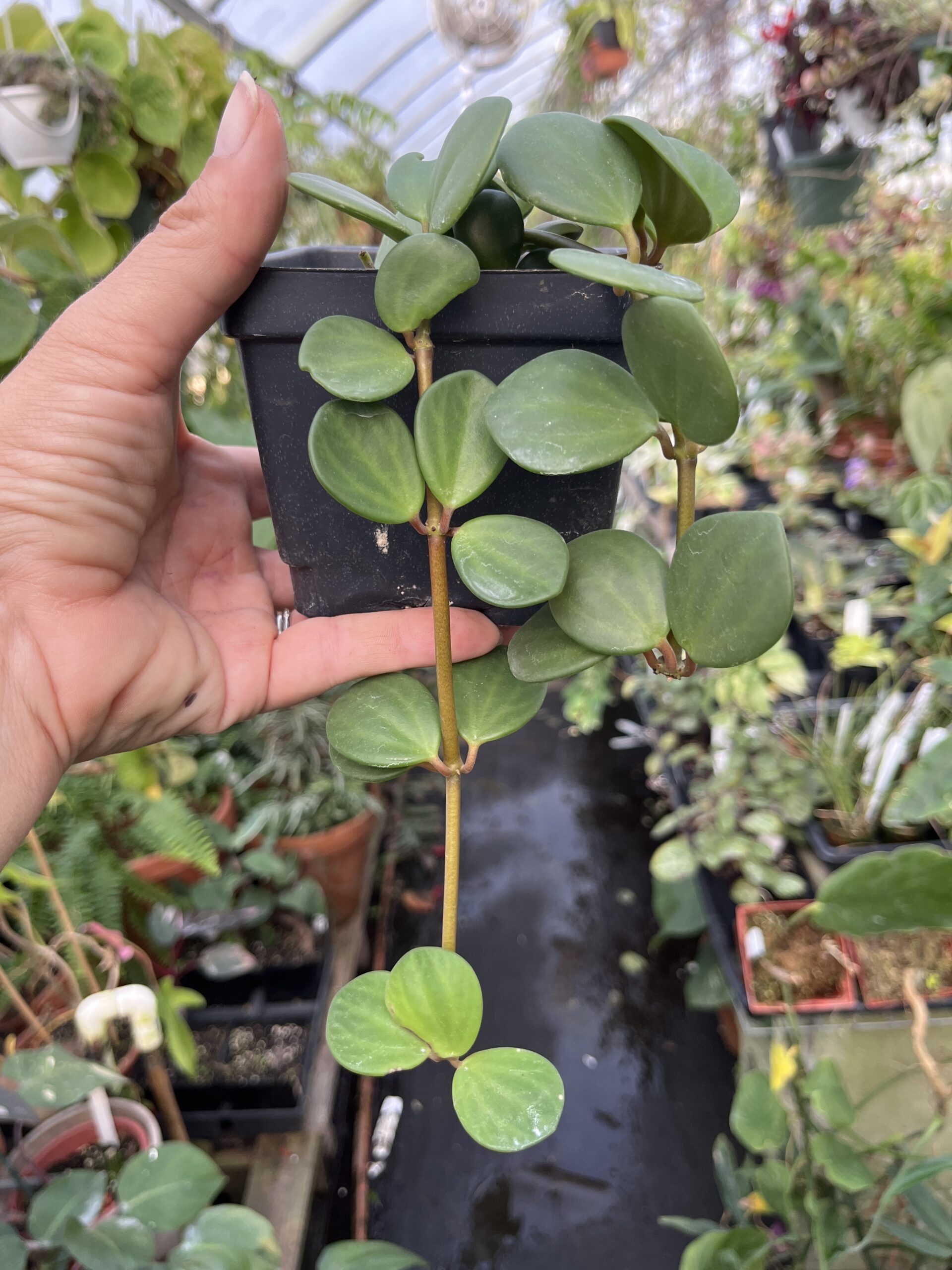 Peperomia 'Hope'