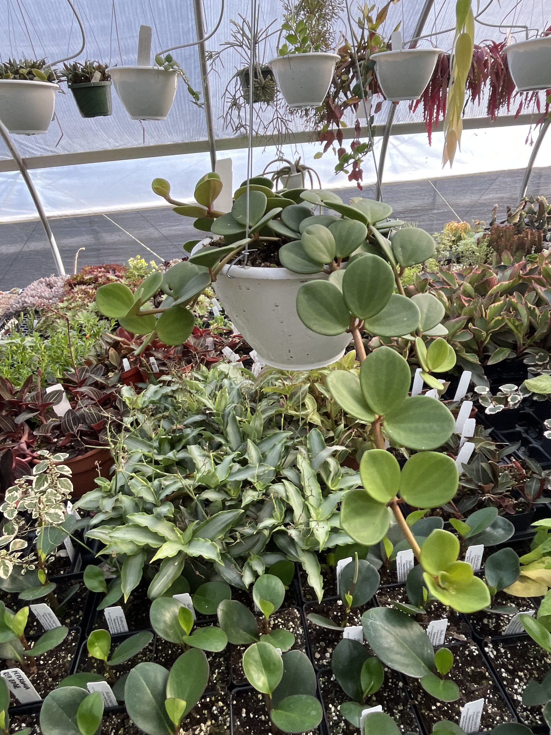 Peperomia 'Hope' - Image 3