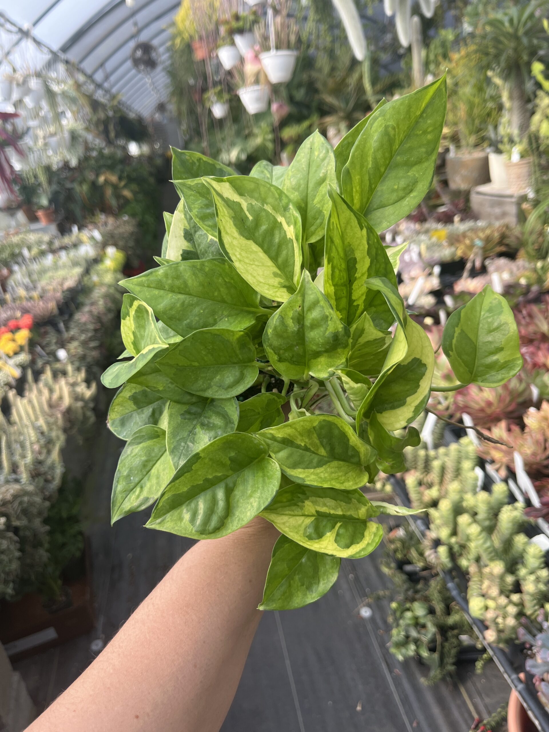 Epipremnum aureum 'Lizard Queen' - Image 2