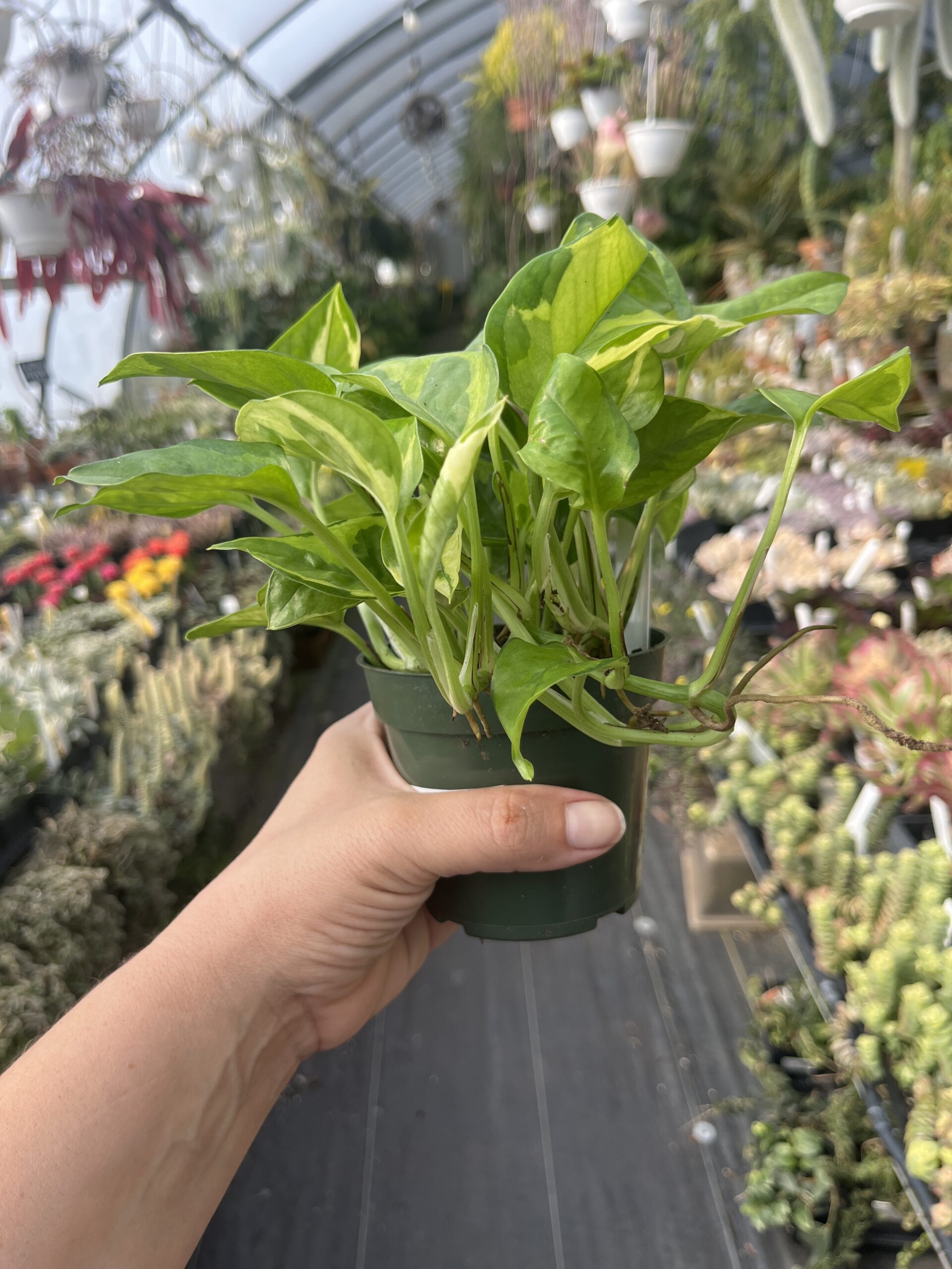 Epipremnum aureum 'Lizard Queen' - Image 3