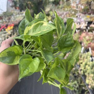 Epipremnum aureum 'Lizard Queen'