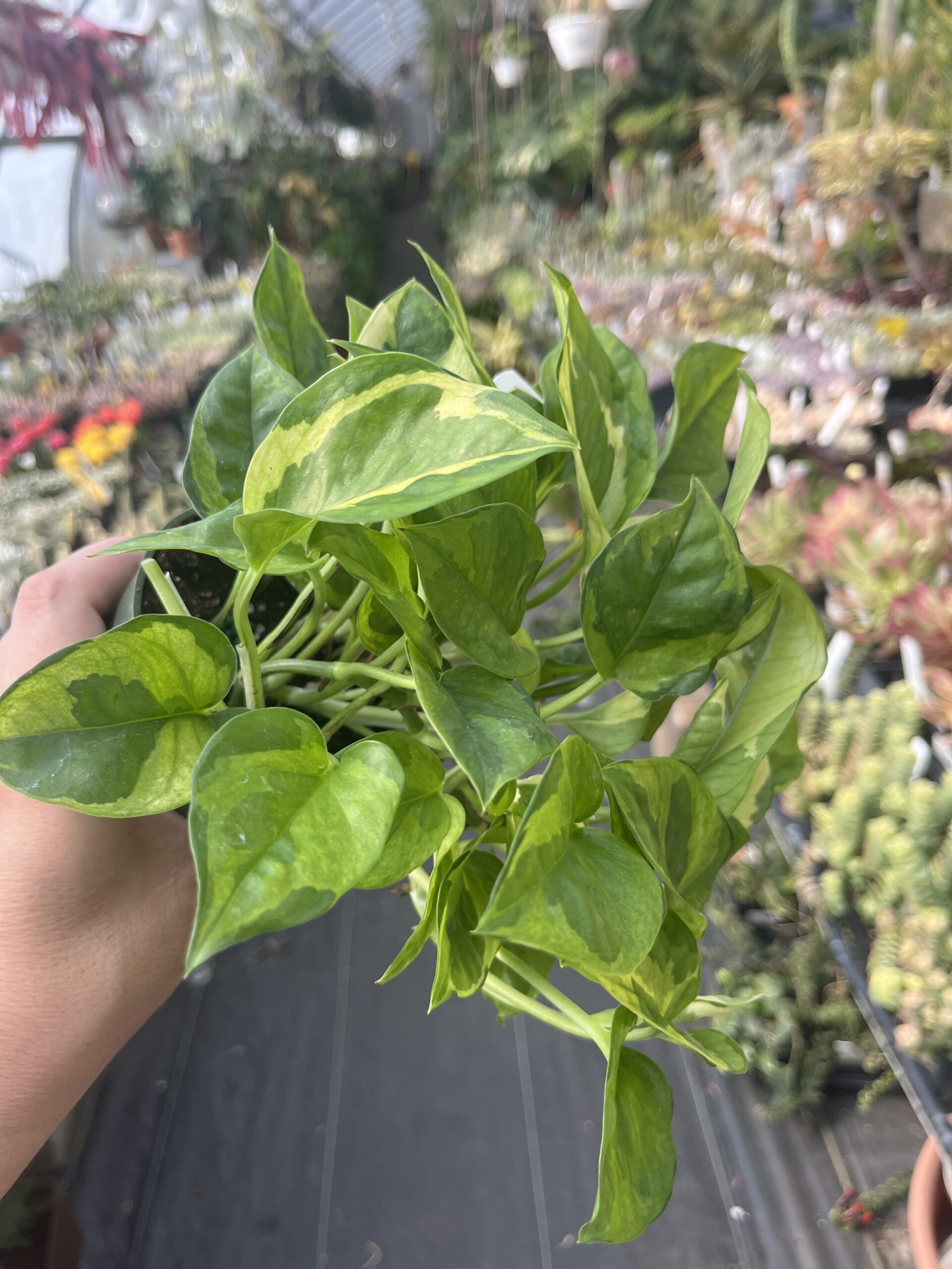 Epipremnum aureum 'Lizard Queen'